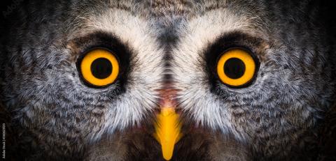 owl eyes