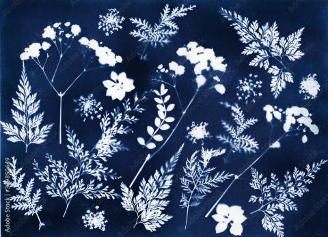 Cyanotype Sun Print