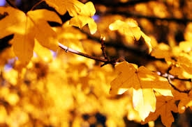 fall leaves glow with backlight