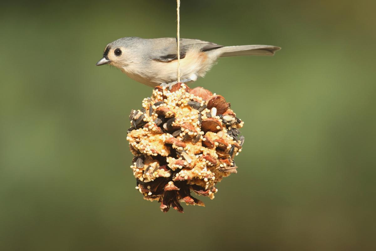 Pinecone Bird Feeder